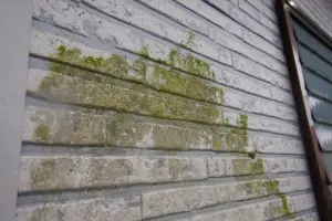 カビ苔
